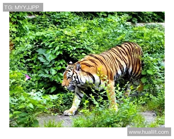 巴林虎与华南虎的生存之争探秘与保护现状分析 巴林虎与华南虎的生存之争探秘与保护现状分析